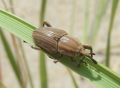 Sphenophorus aequalis