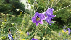Delphinium fedorovii
