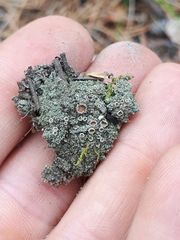 Psoroma hypnorum