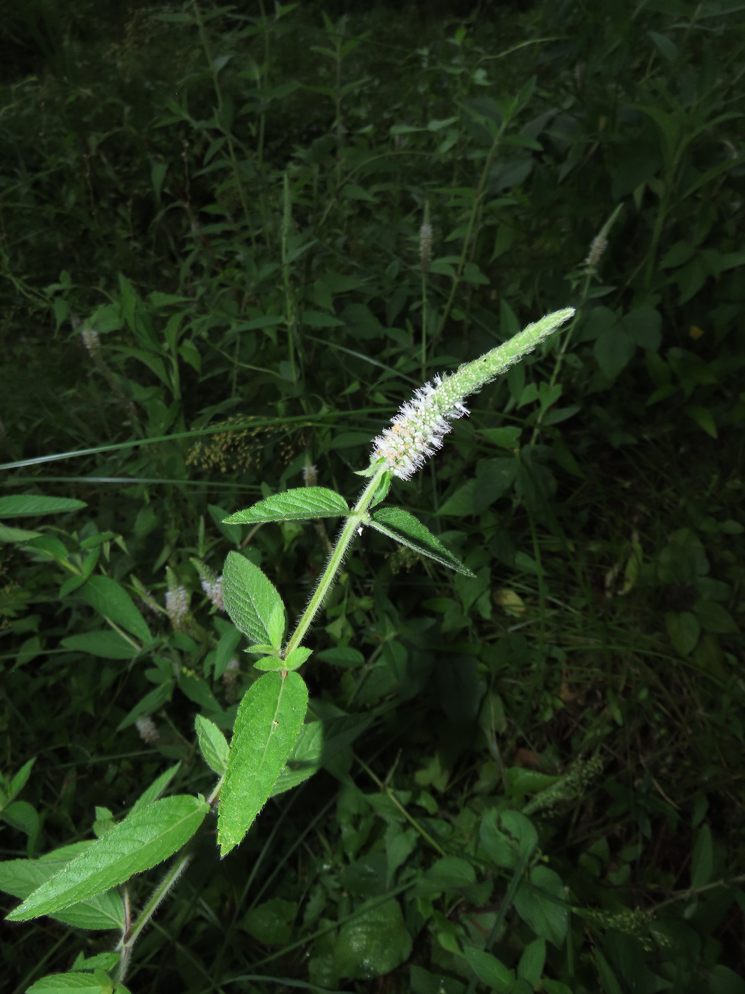 Pogostemon auricularius