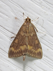Ostrinia nubilalis