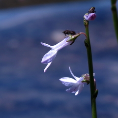 Lobelia dortmanna