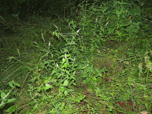 Pogostemon auricularius, photograph 2