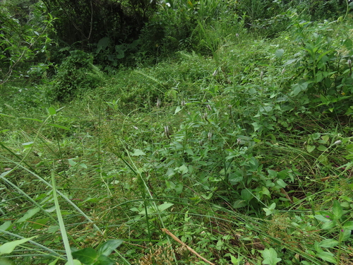 Pogostemon auricularius, photograph 5
