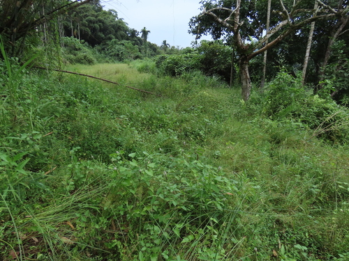 Pogostemon auricularius, photograph 3