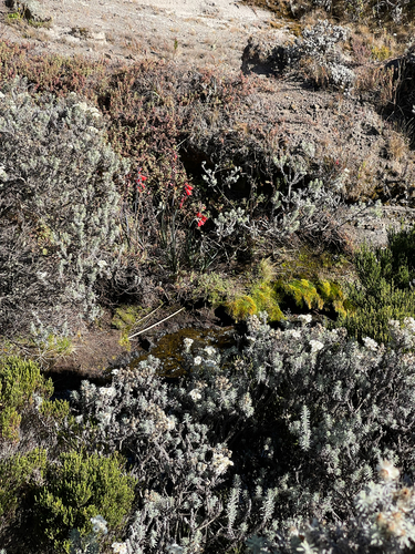 Gladiolus watsonioides, photograph 5