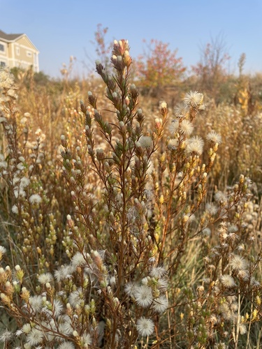 Image of Symphyotrichum ciliatum by (c) Stephen Hornbeck, some rights reserved (CC BY)