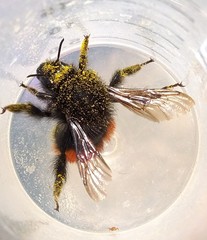 Bombus