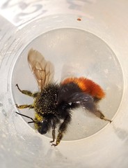 Bombus