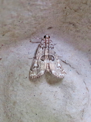 Elophila gyralis