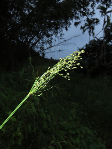 Fiveangle Fimbry (Fimbristylis quinquangularis)