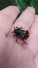 Nicrophorus carolina