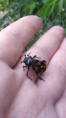 Nicrophorus carolina