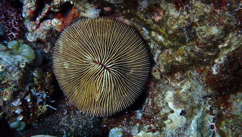 Lithophyllon repanda observed 2024-09-17