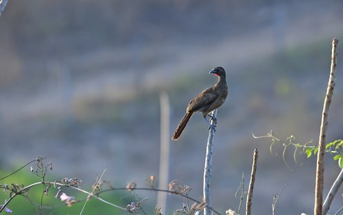 Buff-browed Chachalaca (Ortalis superciliaris)