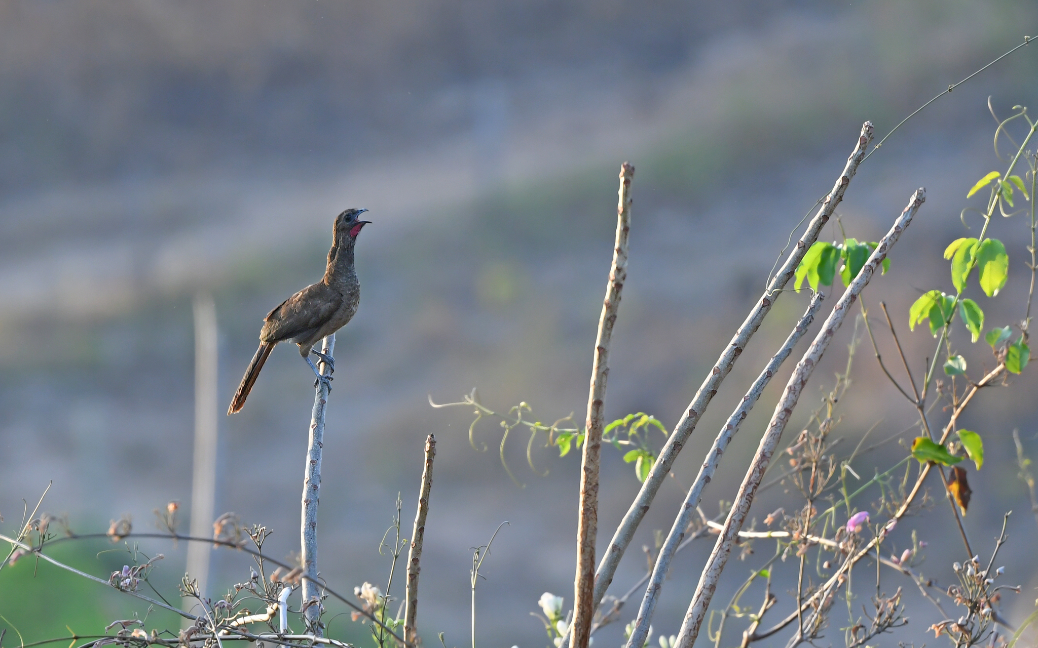 Buff-browed Chachalaca (Ortalis superciliaris), photo 2