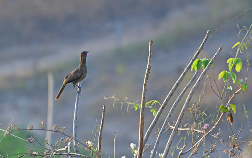 Buff-browed Chachalaca (Ortalis superciliaris), photo 3