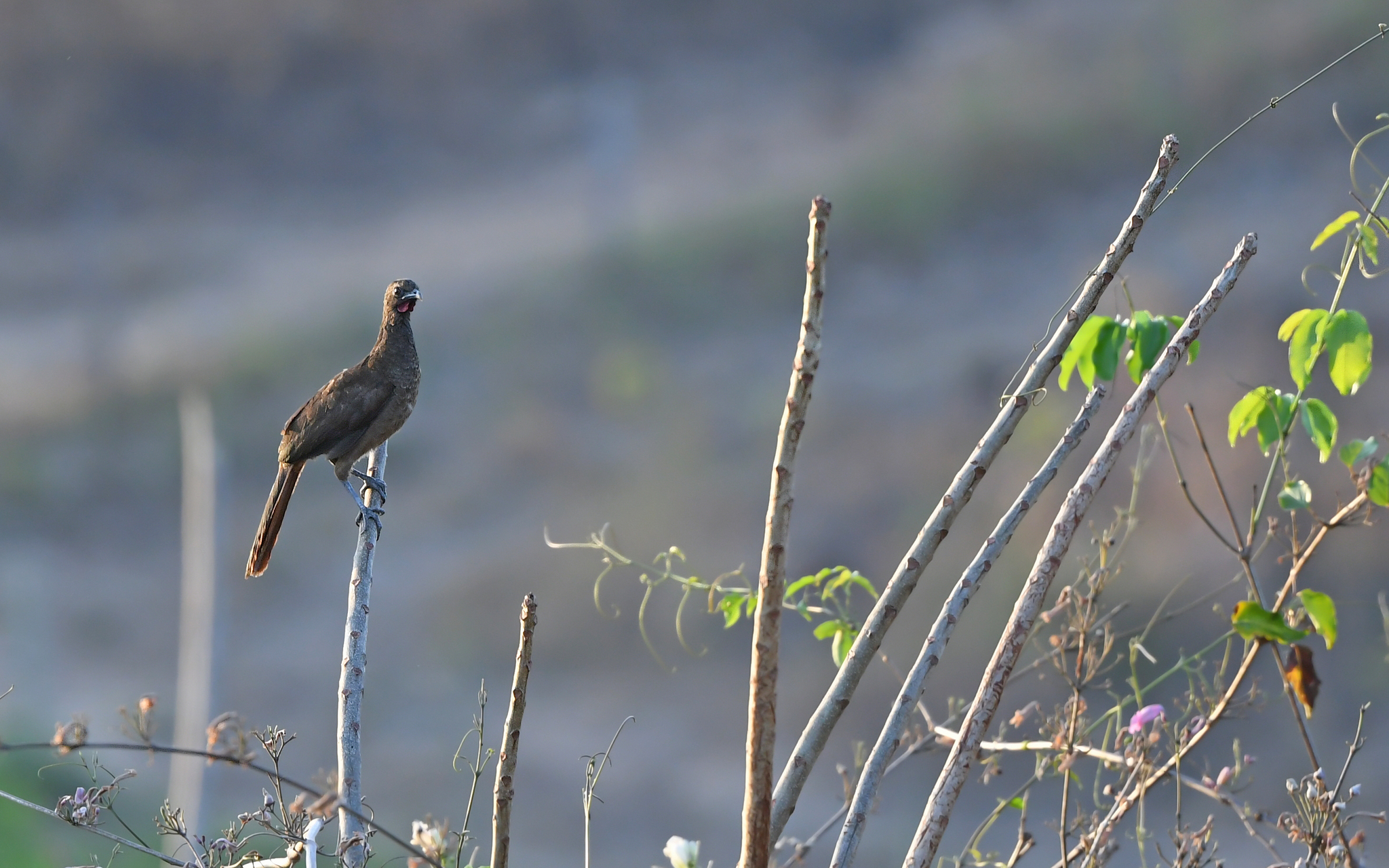 Buff-browed Chachalaca (Ortalis superciliaris), photo 4