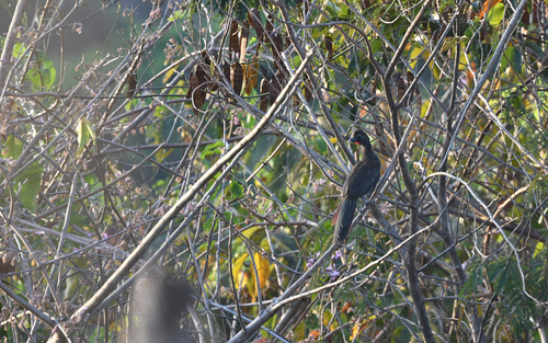 Buff-browed Chachalaca (Ortalis superciliaris), photo 5