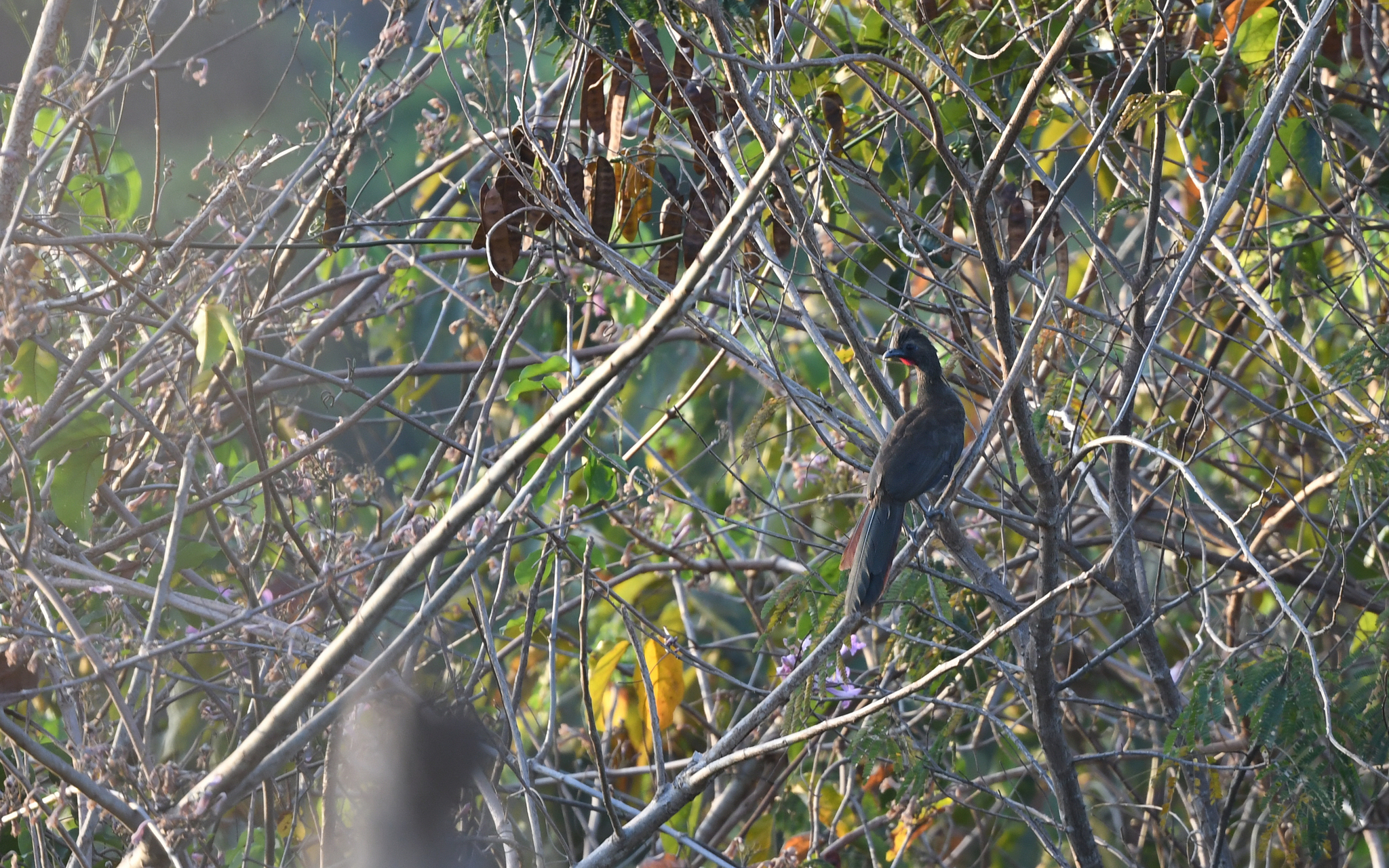 Buff-browed Chachalaca (Ortalis superciliaris), photo 5