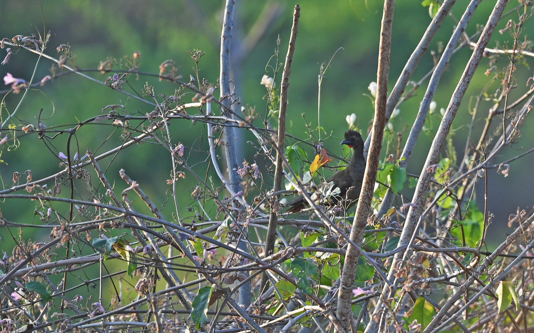 Buff-browed Chachalaca (Ortalis superciliaris), photo 6