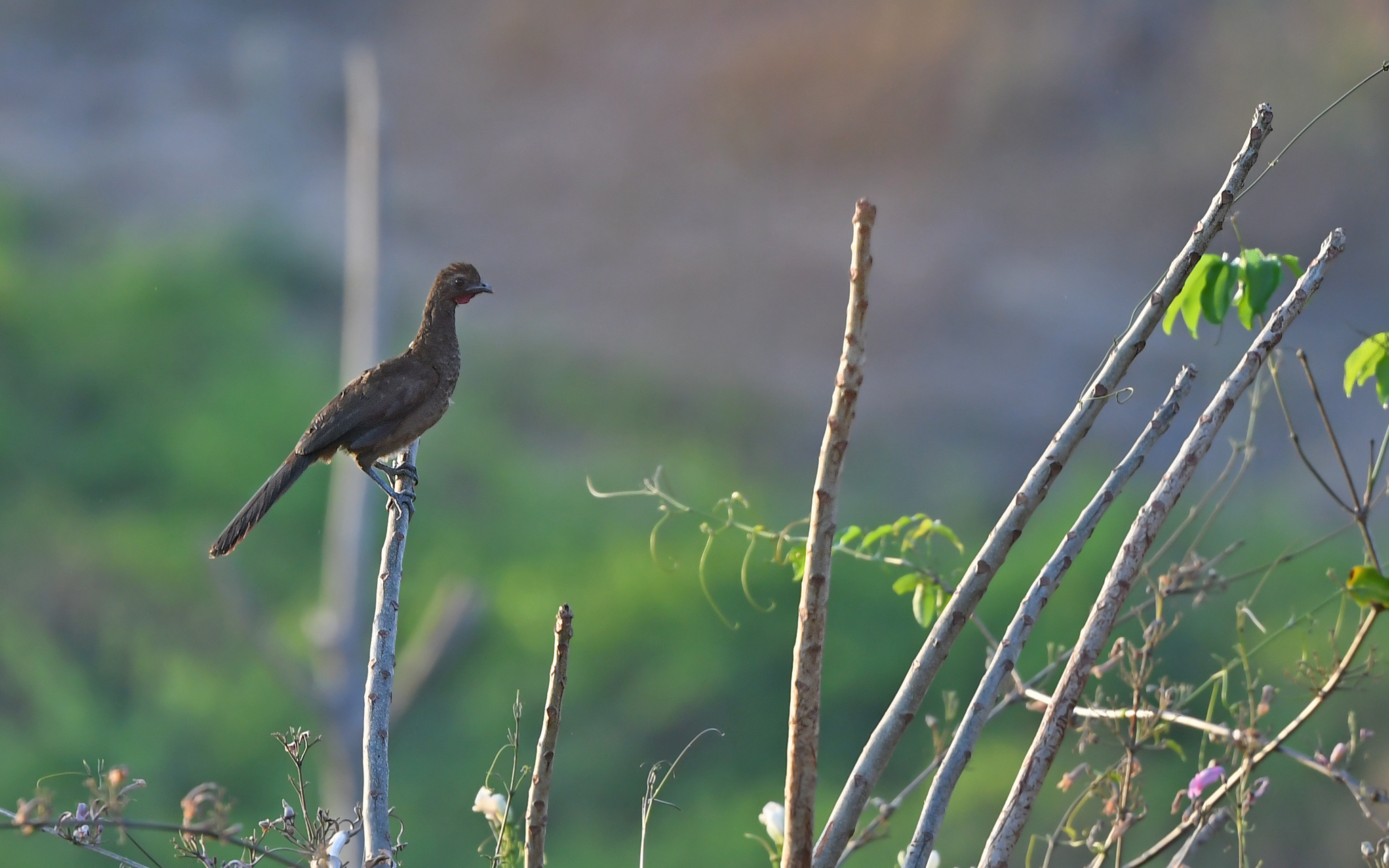 Buff-browed Chachalaca (Ortalis superciliaris), photo 7