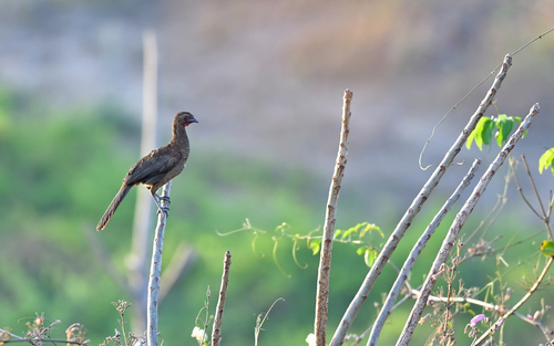 Buff-browed Chachalaca (Ortalis superciliaris), photo 8