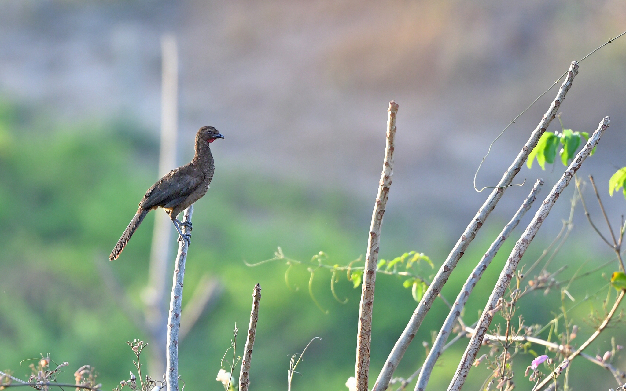 Buff-browed Chachalaca (Ortalis superciliaris), photo 8