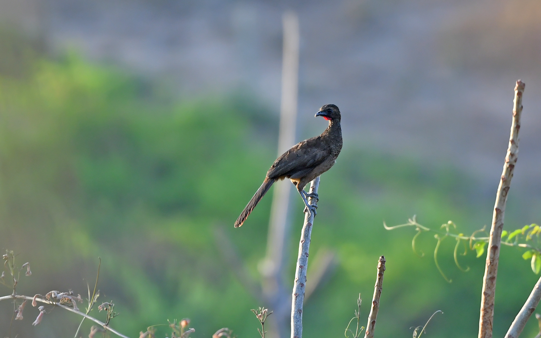Buff-browed Chachalaca (Ortalis superciliaris), photo 9