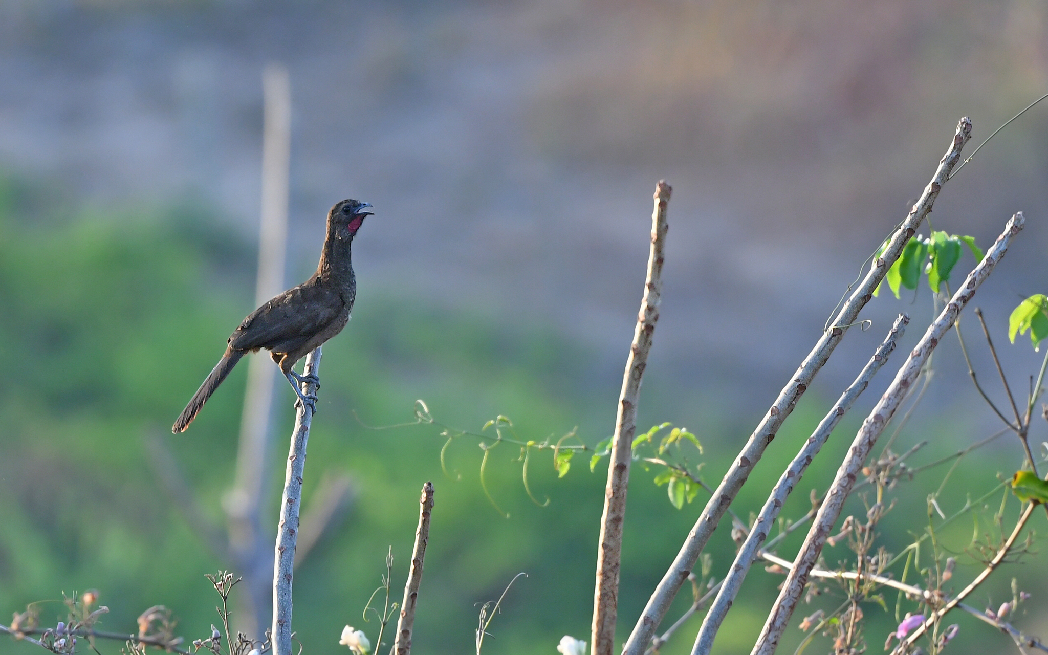 Buff-browed Chachalaca (Ortalis superciliaris), photo 10