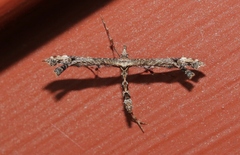 Amblyptilia