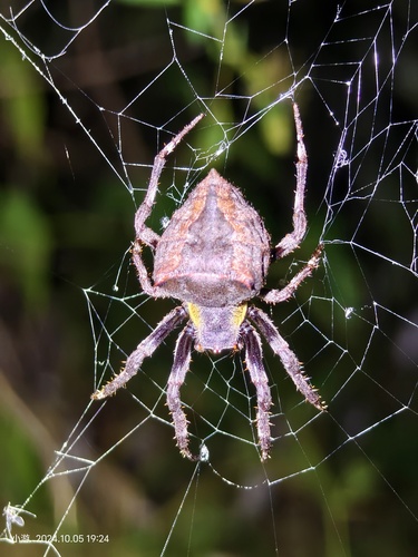 Abandoned-web Orb-weaver