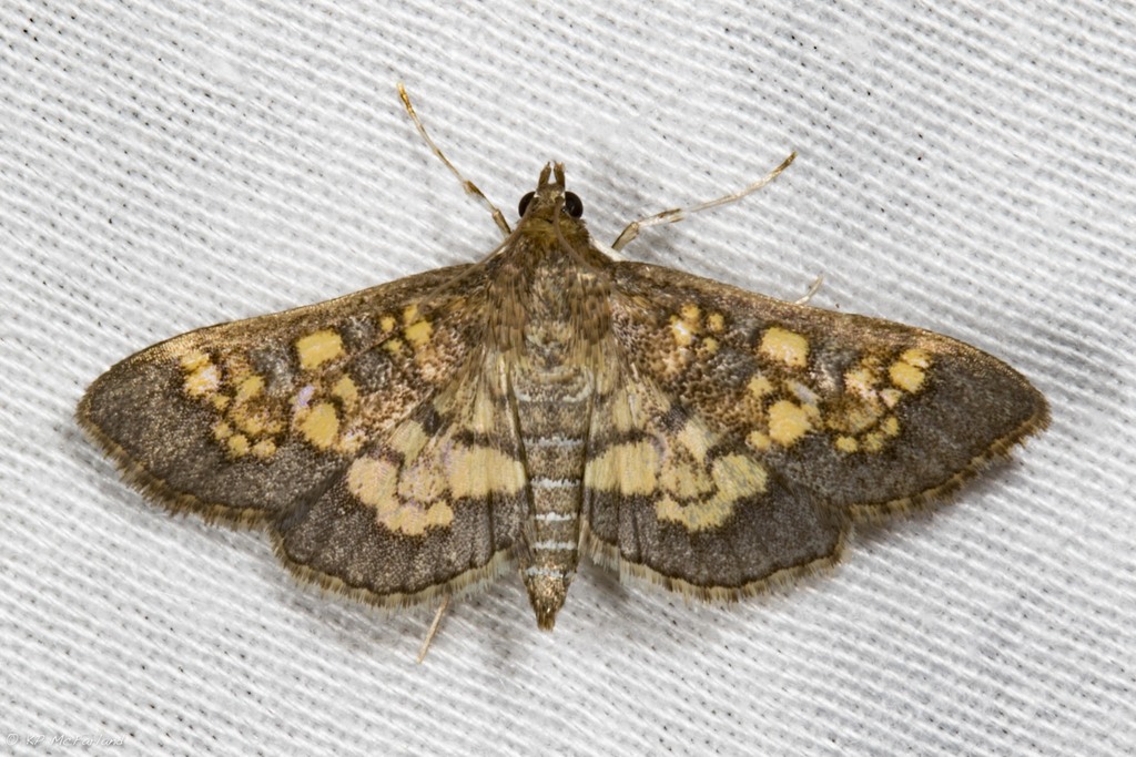 Darker Diacme Moth Lepidoptera Of Cutler Park Norfolk Co Ma