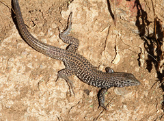 Aspidoscelis tigris