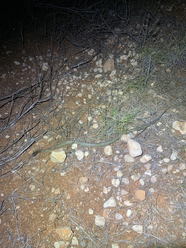 Mulga Snake sighting