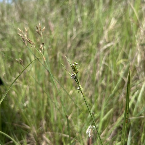 Scleria novae-hollandiae observed 2024-10-10