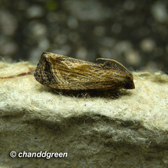 Cryptophlebia repletana