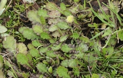 Leptinella dioica