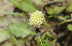 Leptinella dioica