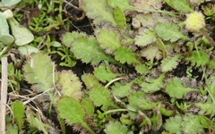 Leptinella dioica
