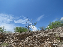 Pseudosmodingium virletii