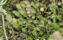 Leptinella dioica