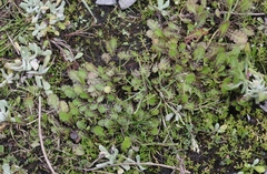 Leptinella dioica