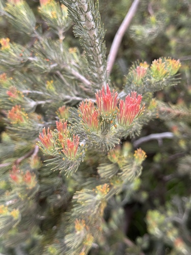 Image of Adenanthos cygnorum by (c) Cait, some rights reserved (CC BY)