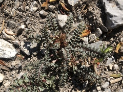Pedicularis semibarbata charlestonensis