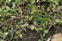 Gratiola sexdentata