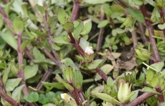 Gratiola sexdentata