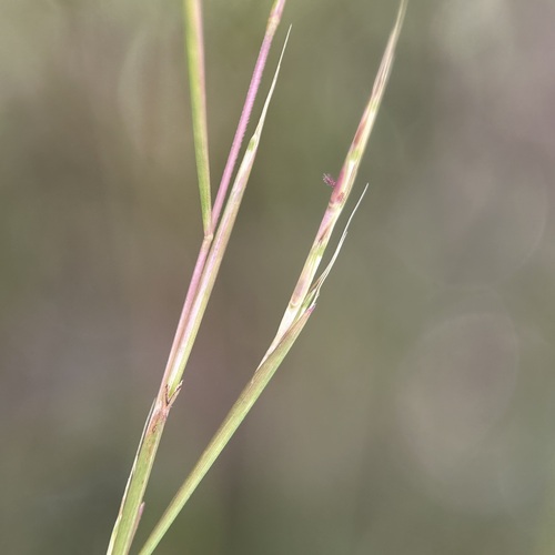 Schizachyrium brevifolium