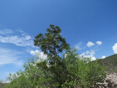 Pseudosmodingium virletii