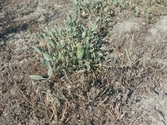 Atriplex verrucifera